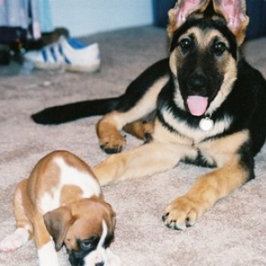 New puppy