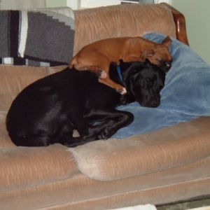 sam the pillow