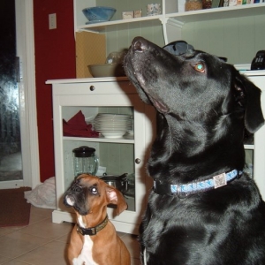 cookies please!