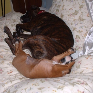 Lola & Zeb all snuggled on nannies bed