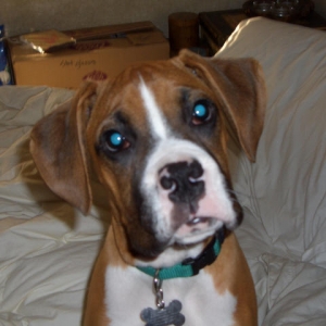 Puppy Face