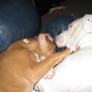 Dog Pile