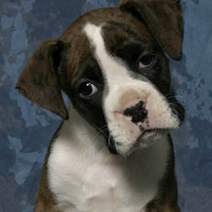 Buster's Portrait