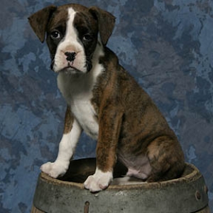 Roll Out The Barrel!!!