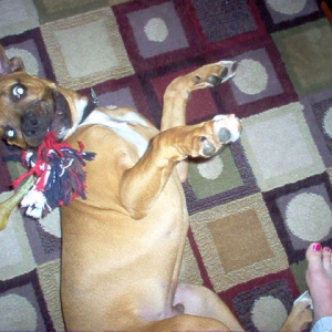 Playing with his favorite rope.