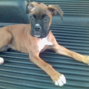 Puppy_Capone