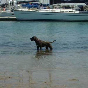 Brighton dog beach