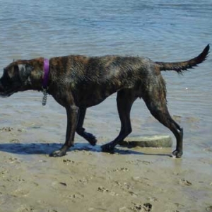 Brighton dog beach