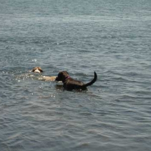 Swimming with new friends