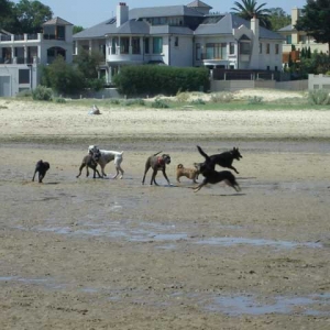 Brighton dog beach - running with friends