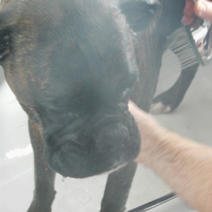 Bruno