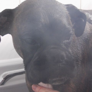 Bruno