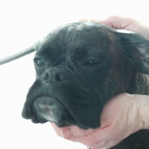 Bruno