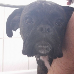 Bruno