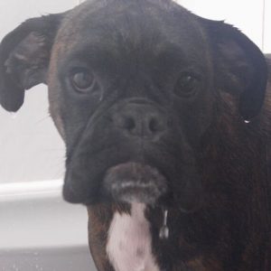 Bruno