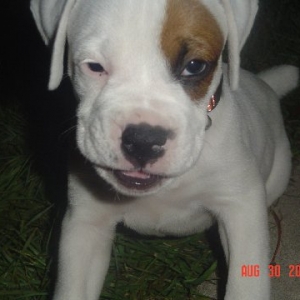 Sarge Warge ( Sarge)