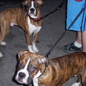 Me and my litter mate Tyson