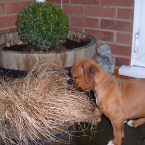 Zebedee trying to eat my plant