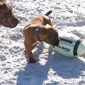 Now how do I go about getting this football in my mouth?