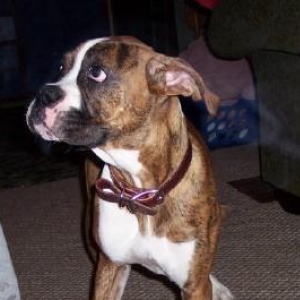 hank's friend tyson