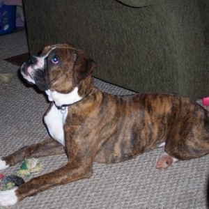 our little hankydoodle!