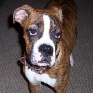Hank's littermate Tyson