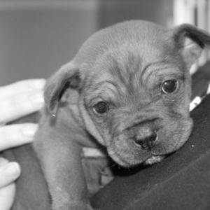 Roxy Lucille