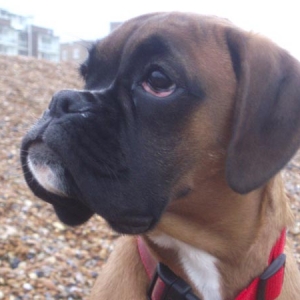 Rubes_2