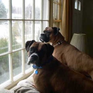 Alarm System