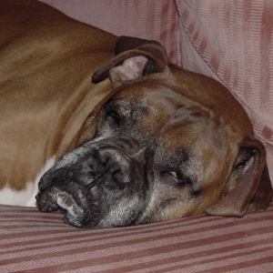 Paws in March 2006