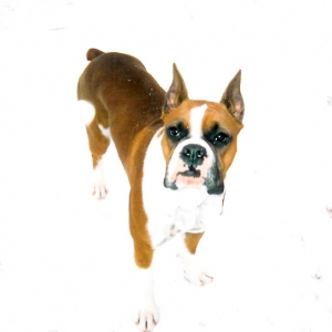 Boomer_in_the_Snow