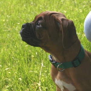 Puppy Profile