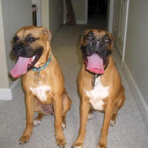 Lucy & Wrigley --Twins!!
