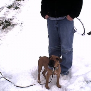Samson as a puppy