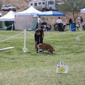 First Rally Obedience Trial