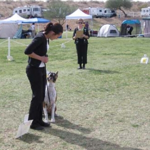 First Rally Obedience Trial