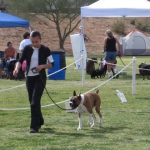 First Rally Obedience Trial