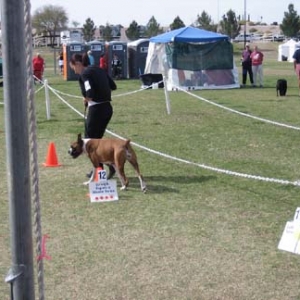 First Rally Obedience Trial