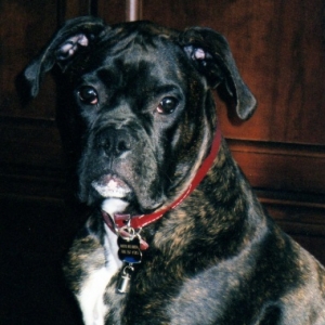Our handsom Boy Rocco