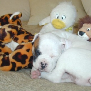 Babies