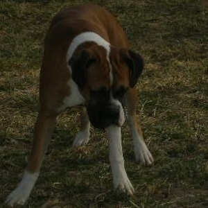CaponeA