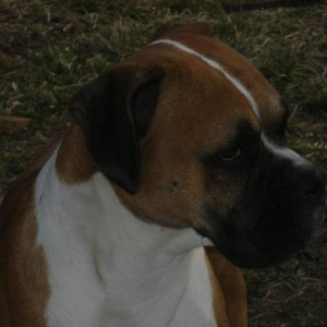 Capone B