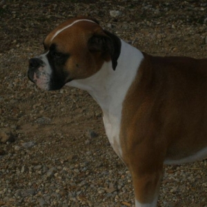 Capone D