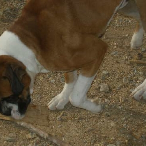 Capone E
