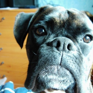 Bruno
