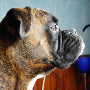 Bruno