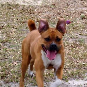 Her ears have minds of their own!  LOL!!