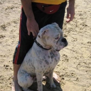 Bomber Brighton Beach 050306