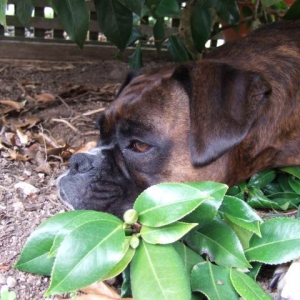 Lily under the trees