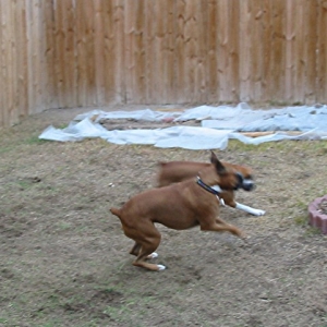 Rocky & Chula burning in my parents yard